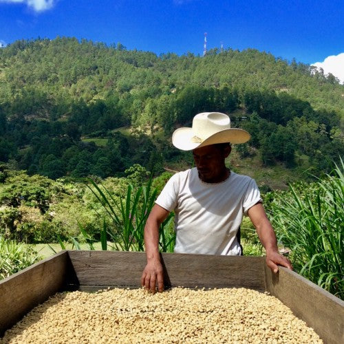 Profiling great coffee from Guatemala.
