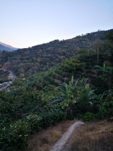 Load image into Gallery viewer, Guatemala : Huehuetenango Organic
